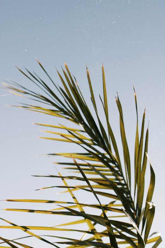 Auvê_Beauty-Skincare-Guyanese-California-Clean-Plant-Based-Skincare